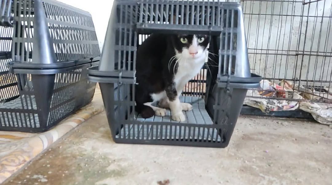 Kucing hitam putih duduk dalam carrier plastik kelabu