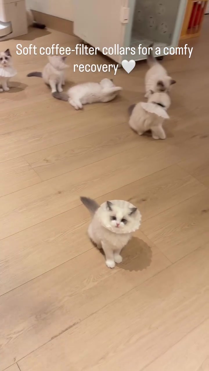 Seekor anak kucing memakai collar lembut berbentuk seperti penapis kopi mendongak ke arah kamera di atas lantai kayu