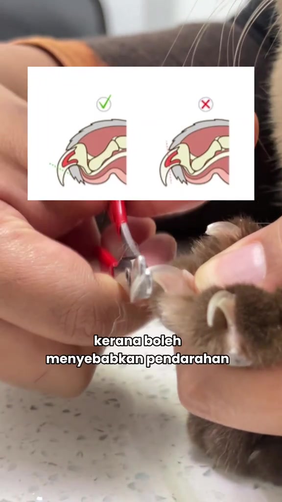 Rajah keratan kuku kucing menunjukkan paras potongan yang betul dan paras salah yang kena saraf hingga berdarah