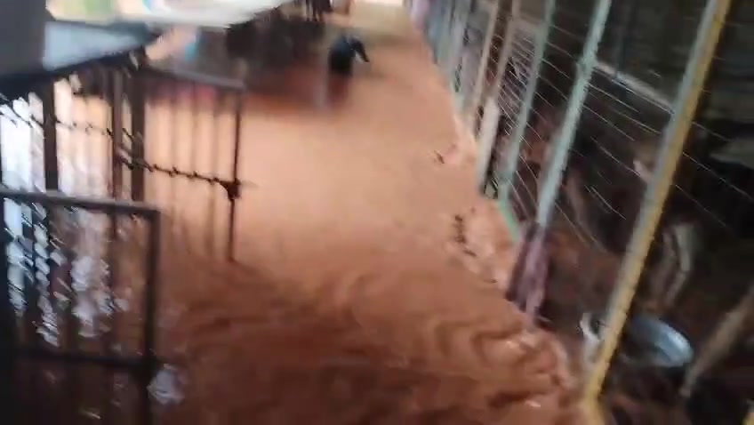 Lorong shelter haiwan dinaiki air berlumpur dengan pintu pagar kandang terbuka