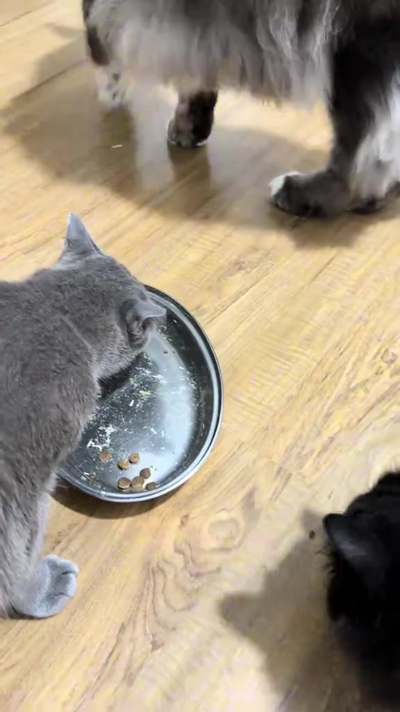 Kucing kelabu menjilat pinggan logam yang hampir kosong selepas makan