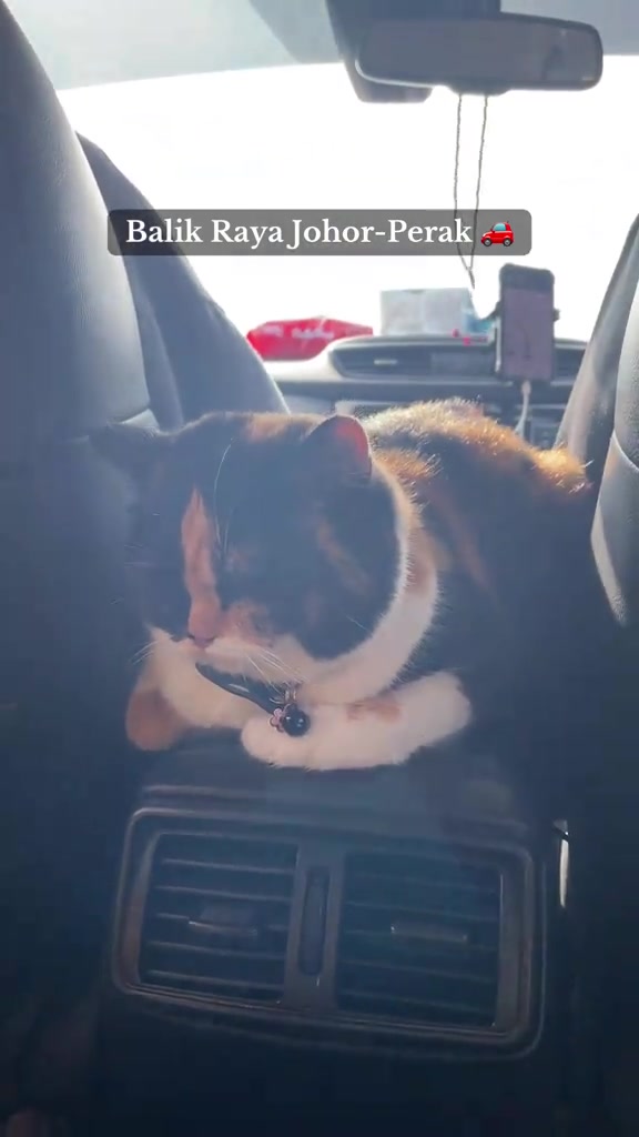 Kucing calico baring tenang di konsol tengah tempat duduk belakang kereta semasa perjalanan jauh