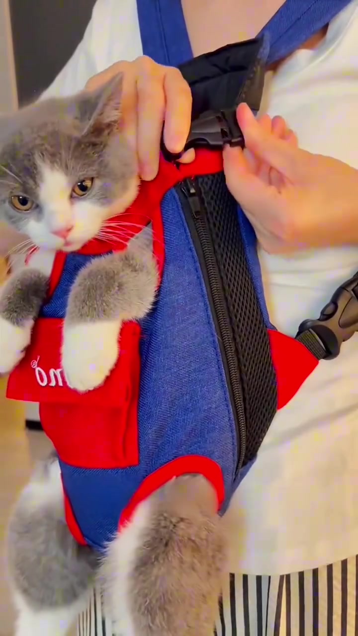 Kucing kelabu putih duduk dalam beg galas depan warna biru merah sambil tangan pemilik mengikat buckle