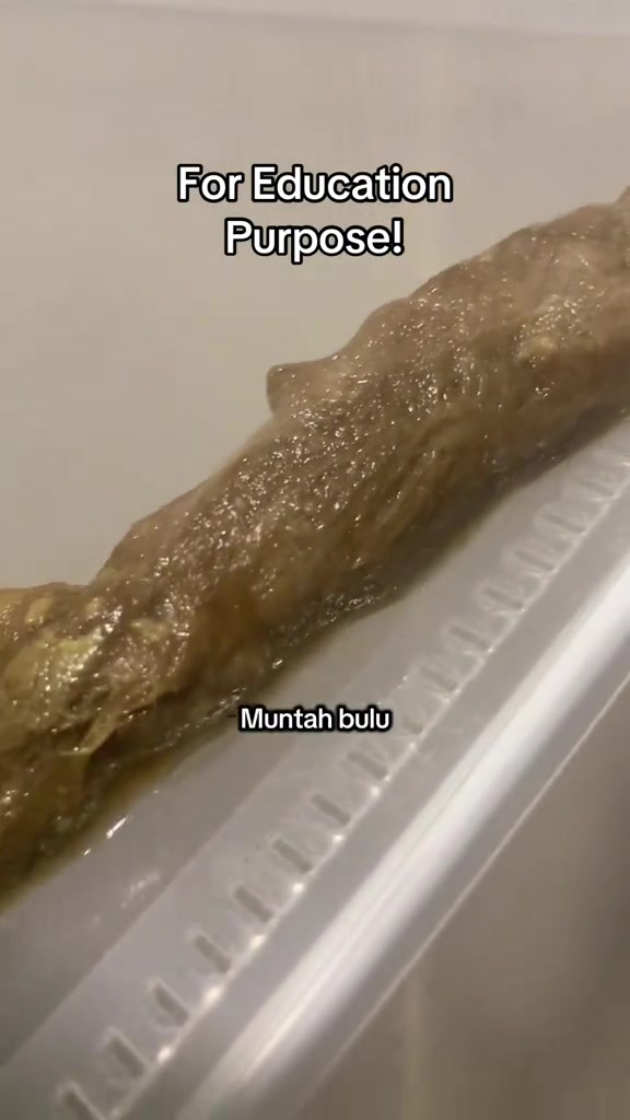 Gumpalan hairball berbentuk silinder panjang warna coklat kelabu atas bekas plastik