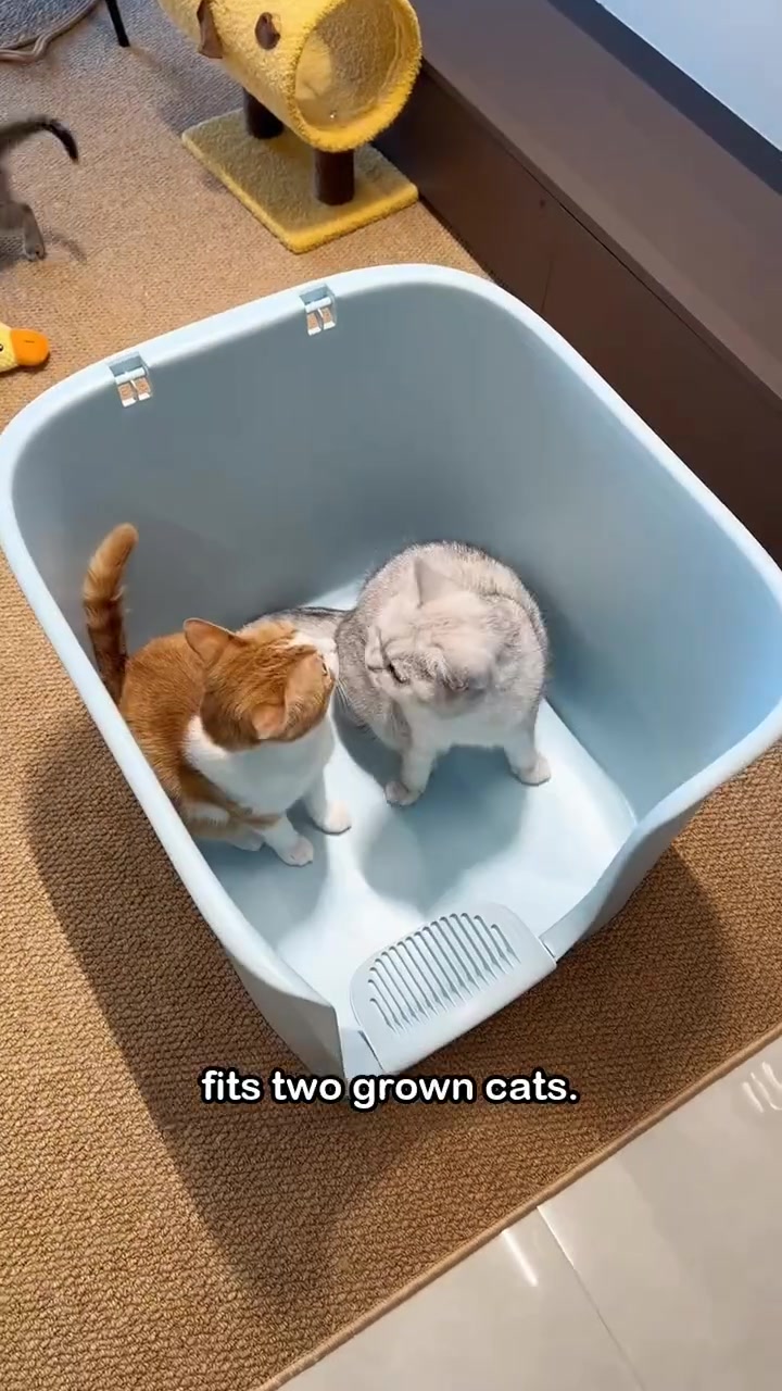 Dua kucing dewasa duduk dalam kotak pasir terbuka berdinding tinggi warna biru muda