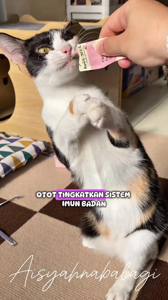 Snack kucing: cat stick, freeze-dried atau crunchy — mana yang berbaloi untuk dua kucing saya di apartment KL