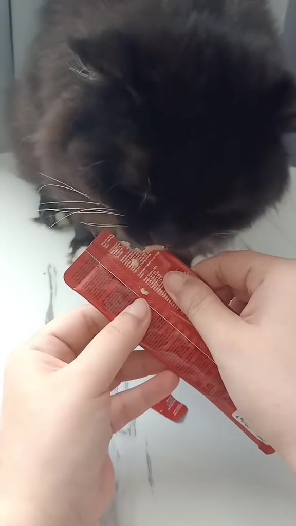 Kucing kelabu menjilat snack creamy dari sachet merah yang dipegang tangan di atas meja putih