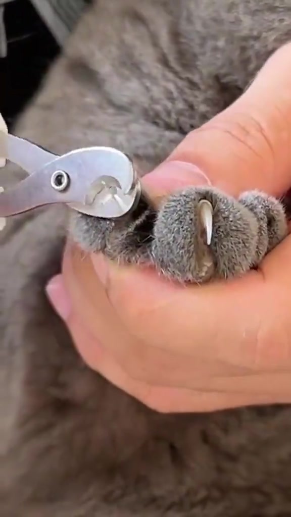 Gunting kuku scissor stainless dengan lubang bulat di hadapan kuku kucing yang dikeluarkan dari tapak kaki