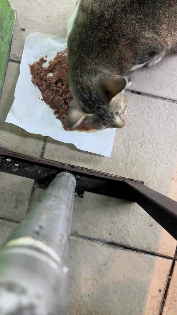 Kucing belang tiga makan wet food di atas kertas di lantai jubin