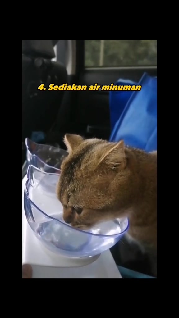 Kucing perang minum air dari mangkuk plastik lutsinar di dalam kereta semasa hentian