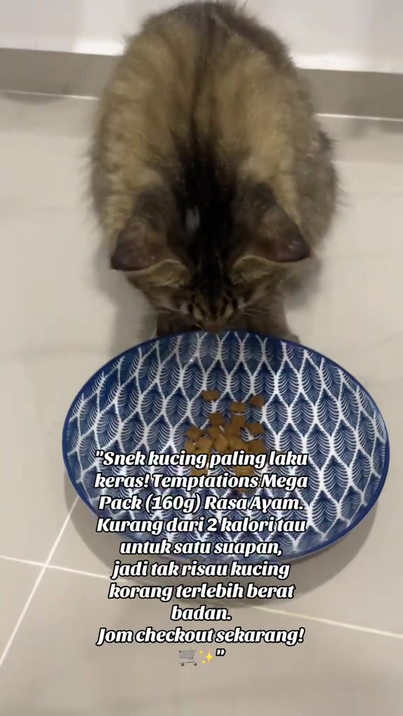 Kucing tabby berbulu panjang makan treats crunchy Temptations dari pinggan bercorak biru