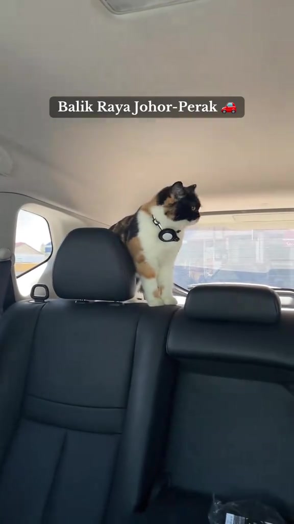 Kucing calico berdiri di atas sandar seat belakang kereta sambil memandang ke tepi