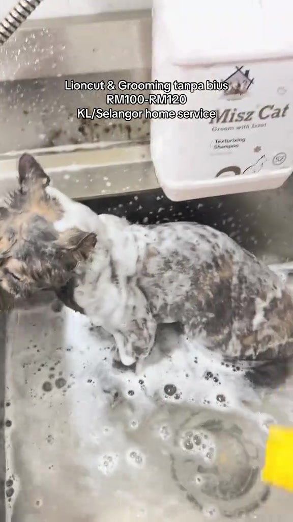 Kucing berbuih syampu dalam tab mandi stainless semasa sesi grooming tanpa bius