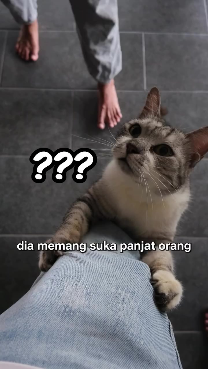 Kucing belang tiga menumpang kaki pengunjung di ruang shelter kucing