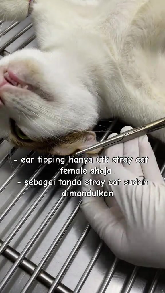 Tangan bersarung tangan memegang instrumen berhampiran telinga kucing putih yang terbaring di atas meja keluli semasa prosedur ear tipping