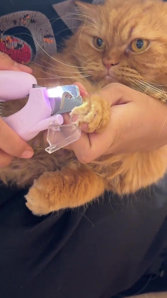 Clipper kuku ungu muda dengan lampu LED menyala sedang memotong kuku kucing oren yang dipegang atas riba