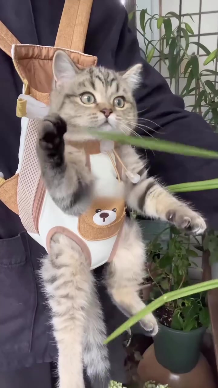 Anak kucing belang dalam beg galas carrier di depan badan pemilik, sebelah kaki depan terjulur keluar