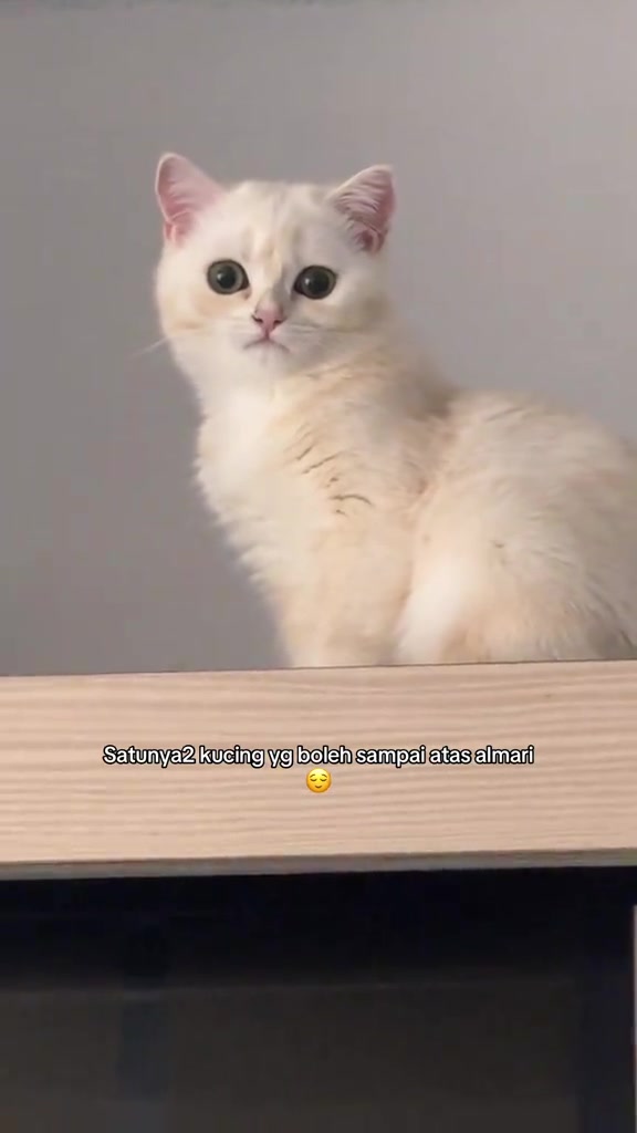 Kucing putih duduk di atas almari kayu memandang ke arah kamera
