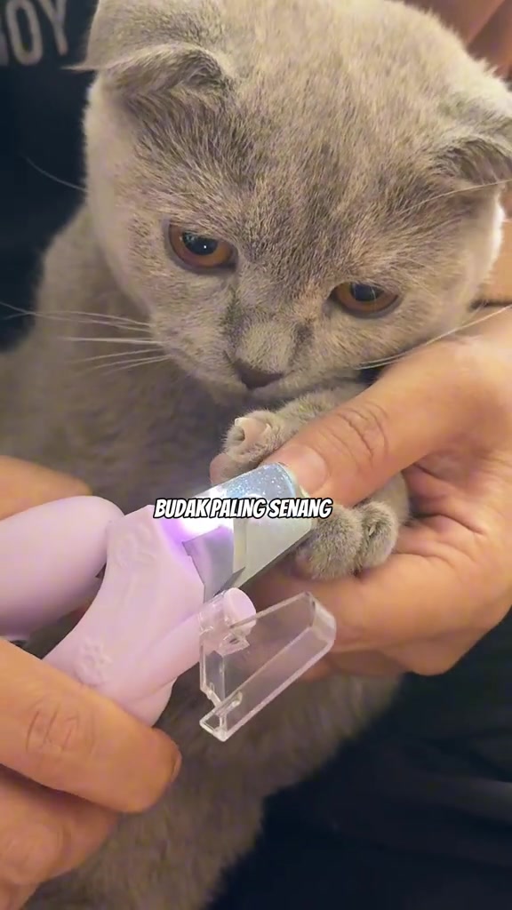 Kucing kelabu muda tenang memandang clipper berlampu LED yang sedang memotong kuku kaki depannya