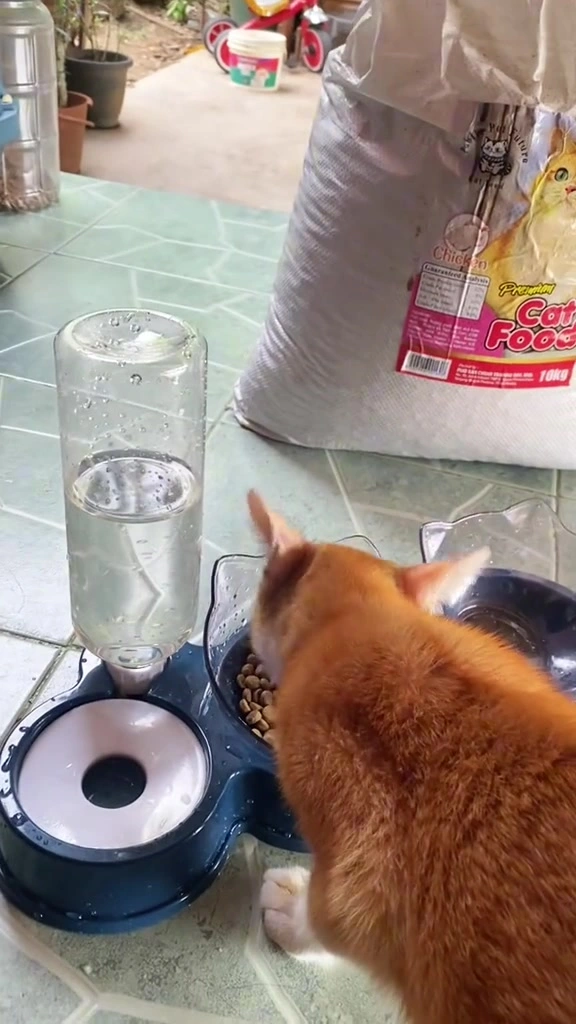 Beli makanan kucing guni besar: bila jadi jimat, bila jadi rugi, dan cara saya simpan supaya kibbles tak lemau