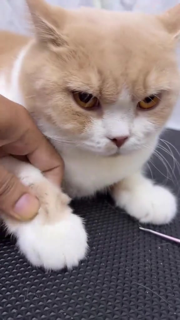 Kucing krim putih bermuka masam sambil tapak kakinya dipegang untuk sesi potong kuku