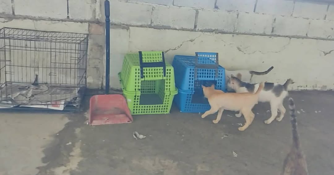 Barisan carrier hijau dan biru serta sangkar wayar di tepi dinding dengan kucing berkeliaran