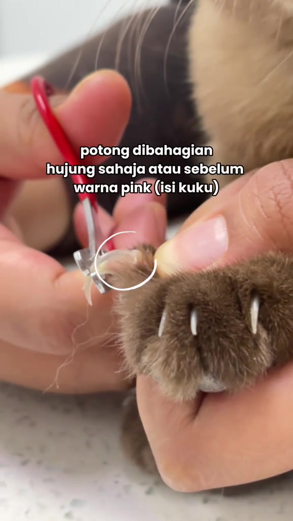 Gunting pemegang merah memotong hujung kuku kucing pada paras sebelum bahagian pink isi kuku