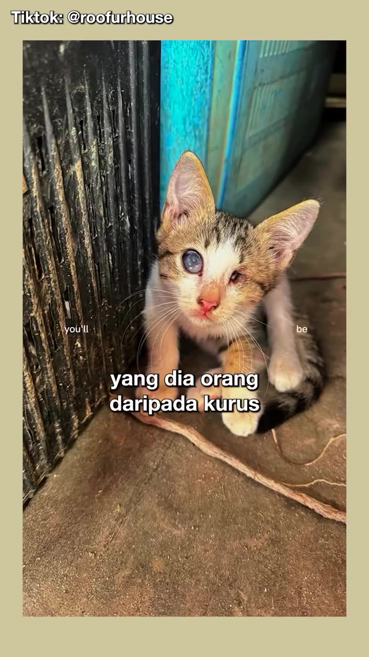 Anak kucing belang tiga dengan sebelah mata berkeruh duduk di tepi pagar