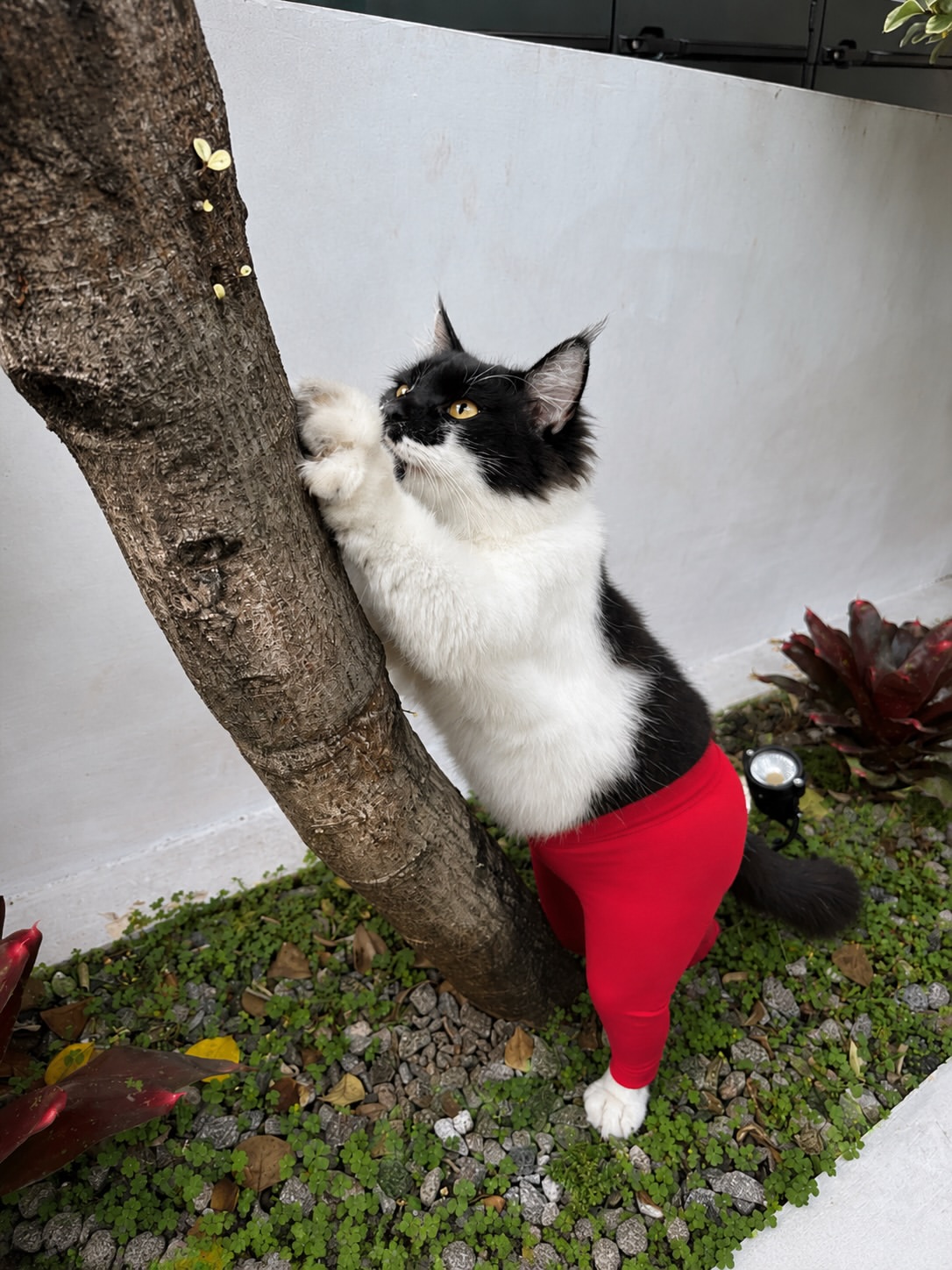 Kucing hitam putih memakai legging merah berdiri mencakar batang pokok di taman