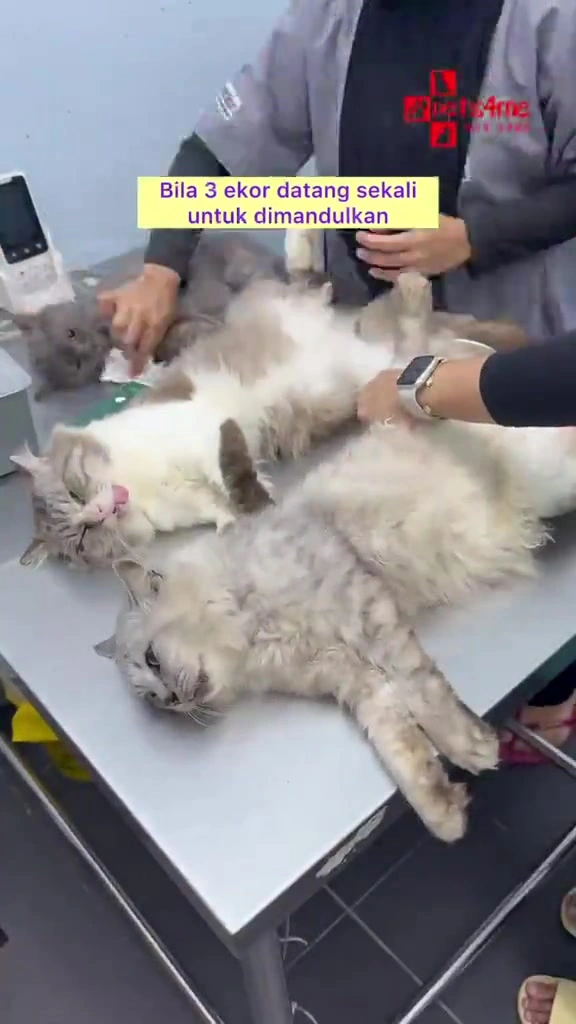 Vaksin dan mandul kucing: kos sebenar 2026, jadual dos, dan pelepasan cukai Belanjawan 2027