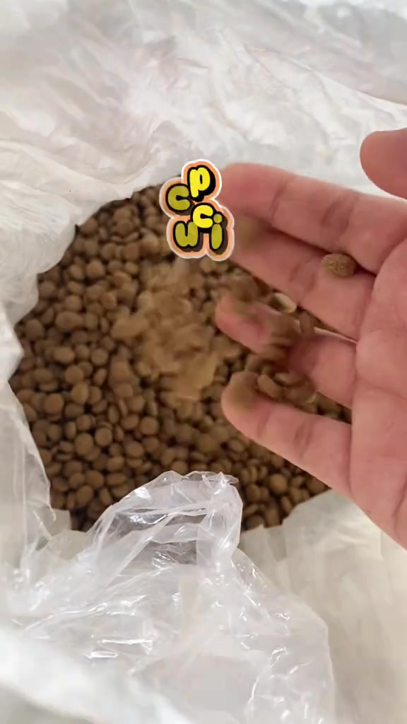 Tangan memegang beberapa biji kibbles di atas guni putih terbuka yang penuh dengan kibbles