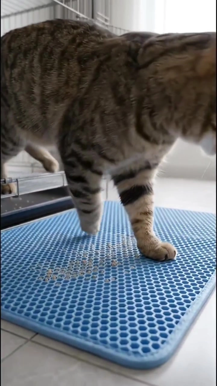 Pasir kucing bersepah satu apartment: cara saya kawal, dari litter mat sampai dinding kotak pasir