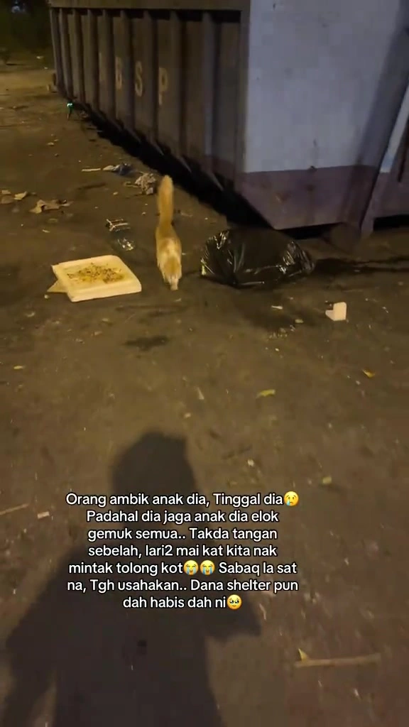 Kucing komuniti bawah blok: stesen makan saya, kos sebulan dalam RM, dan kenapa TNR dulu baru sayang