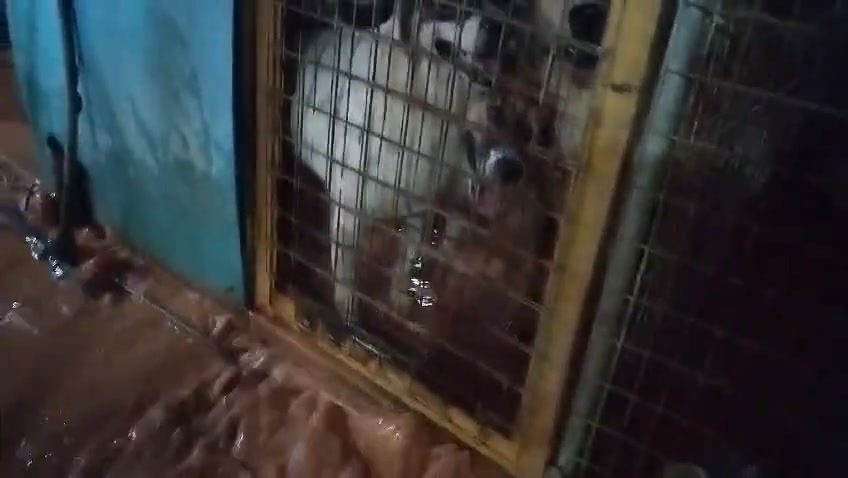 Anjing putih berdiri dalam kandang dengan air banjir berlumpur di paras kaki