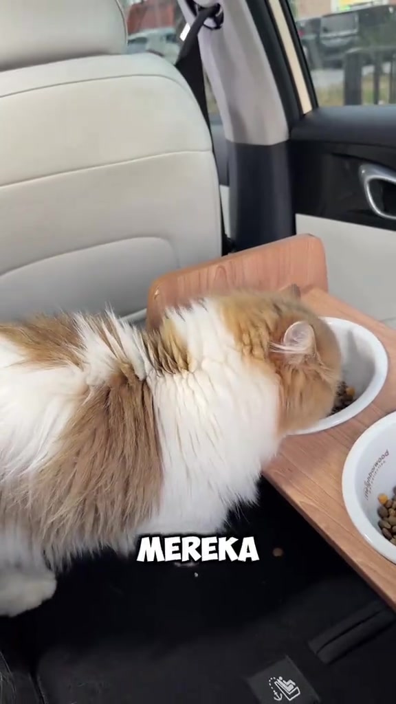 Kucing bulu panjang putih oren makan kibbles dari mangkuk atas tray kayu di seat belakang kereta