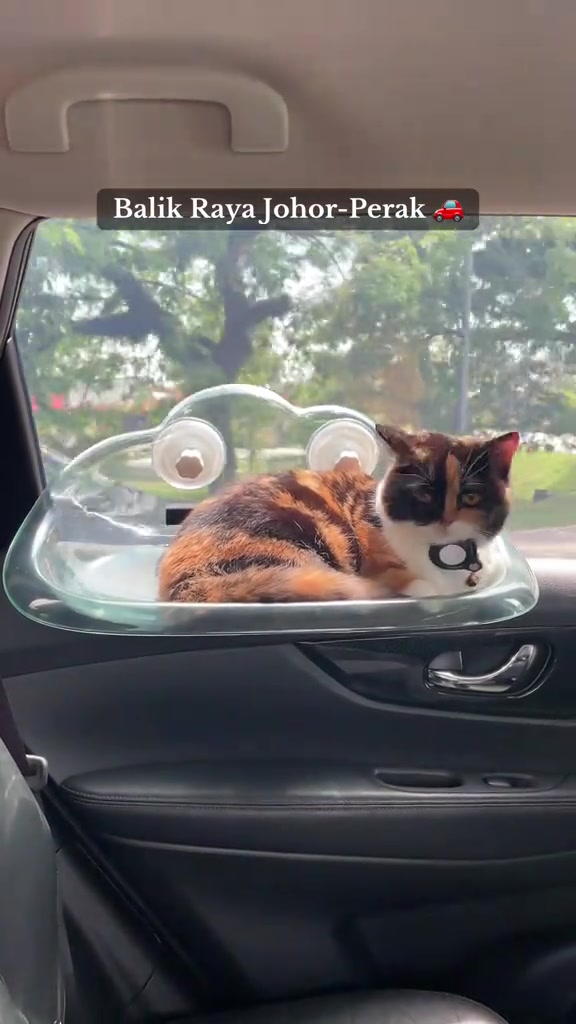 Bawa kucing balik kampung naik kereta: carrier, setup dalam kereta dan barang wajib bawa untuk perjalanan jauh