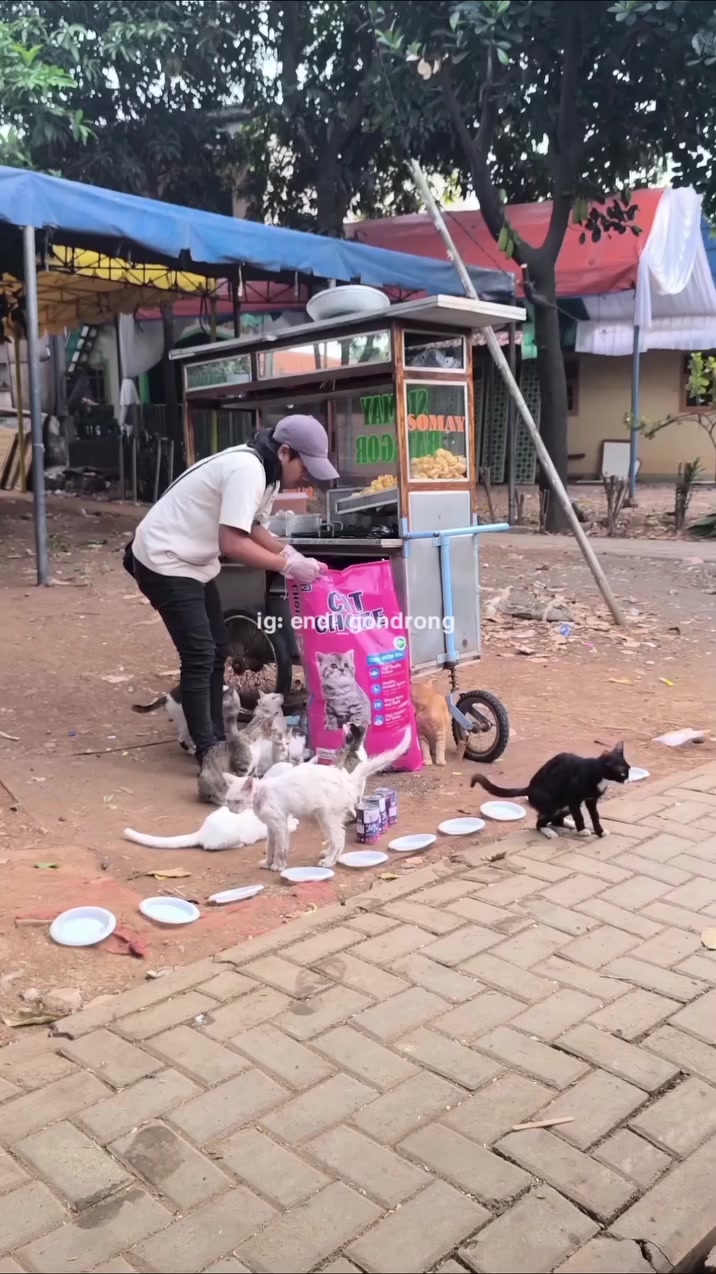 Deretan pinggan berisi makanan kucing di tepi kaki lima sambil pemberi makan menuang kibbles dari guni