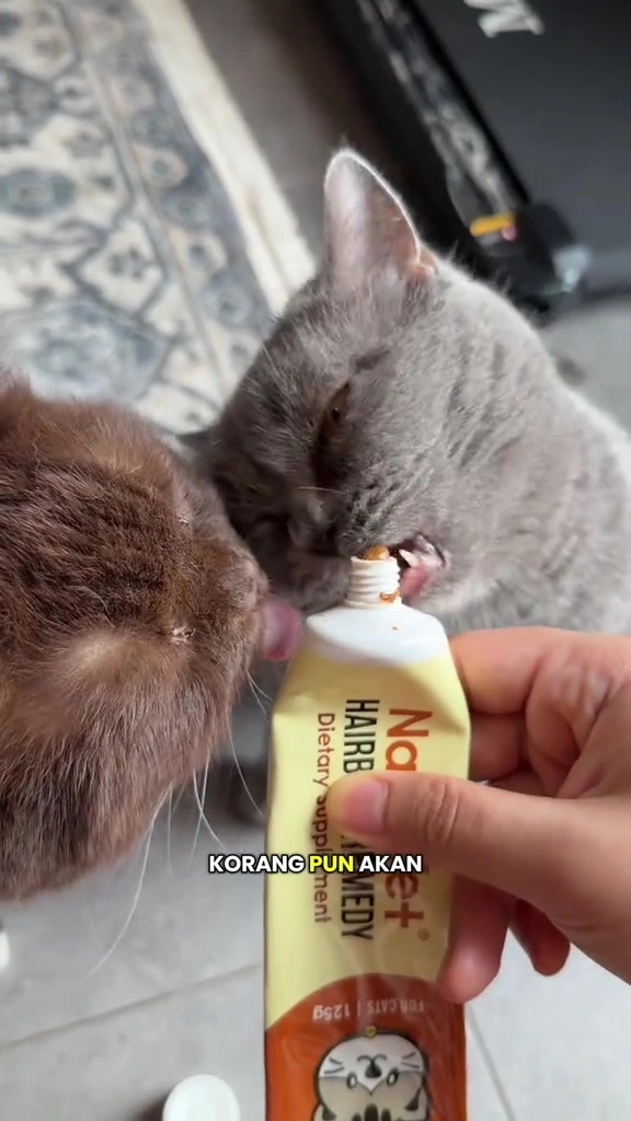 Kucing muntah bulu: bila normal, bila bahaya, dan cara saya kurangkan hairball dua kucing di apartment KL