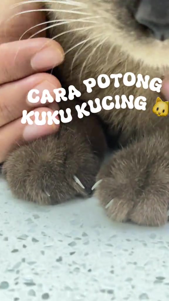 Tapak kaki kucing dengan hujung kuku putih yang panjang kelihatan keluar