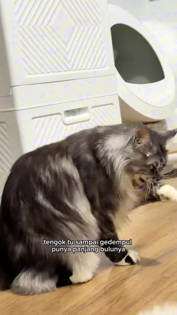Kucing bulu panjang kelabu putih duduk menjilat bulu kaki depannya sendiri