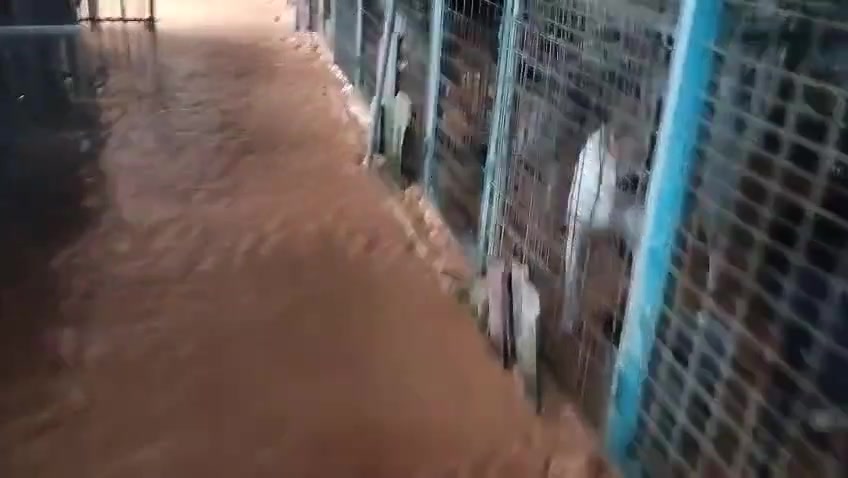 Air banjir berlumpur mengalir melalui lorong kandang di sebuah shelter haiwan