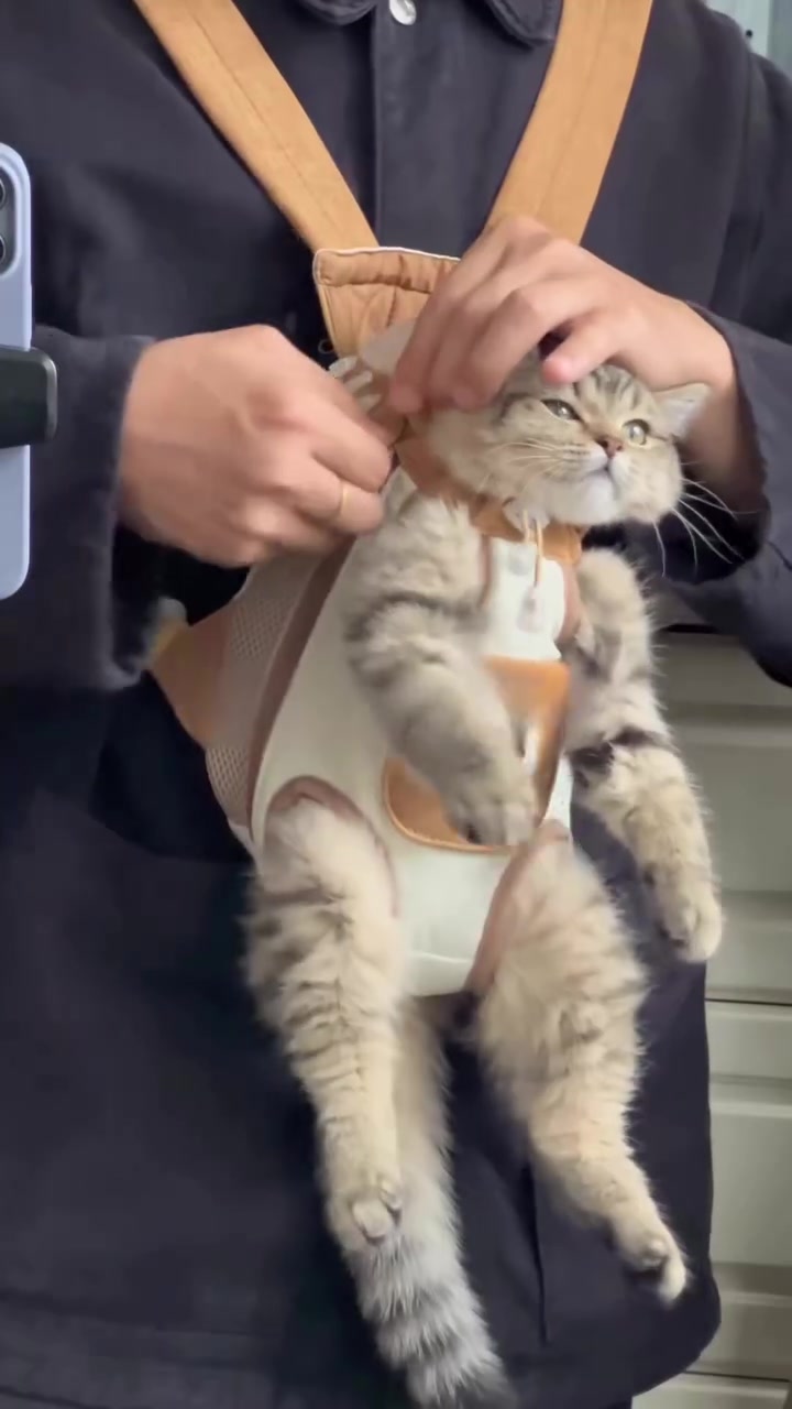 Tangan pemilik mengikat strap beg carrier depan badan dengan kucing di dalamnya