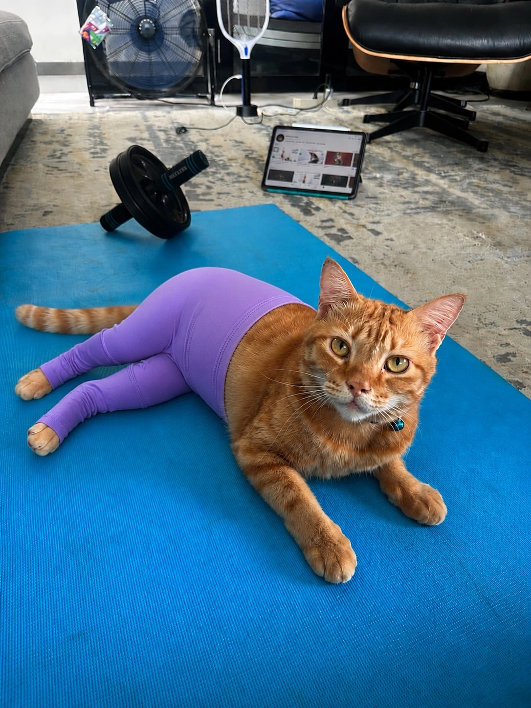 Kucing pakai legging viral: comel memang comel, tapi perlu ke untuk kucing di apartment KL panas ni?