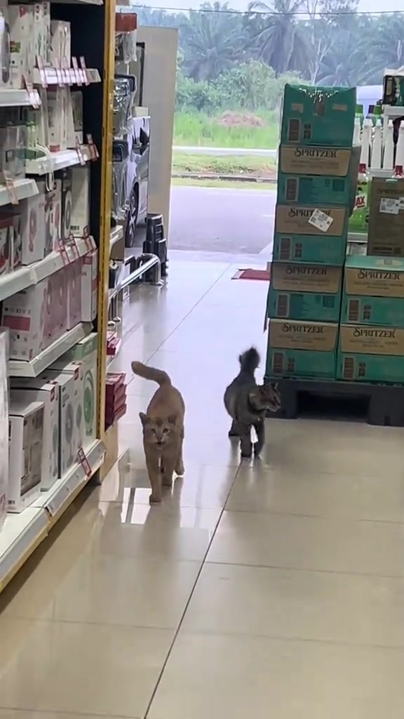 Dua kucing berjalan laju ke arah kamera dalam lorong kedai, ekor tegak, macam tahu ada makanan menunggu