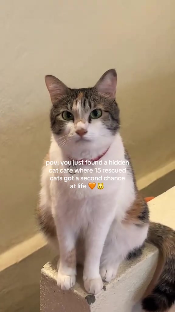 Kafe kucing sekitar KL: senarai semak bibik dua kucing, harga masuk RM10 sampai percuma, dan adab yang saya pegang