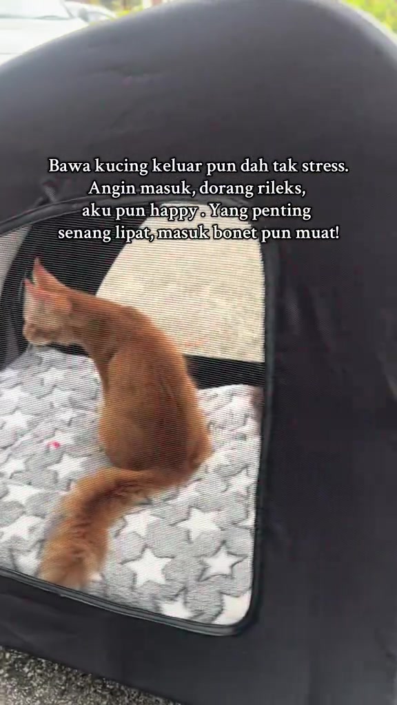 Kucing oren duduk tenang dalam stroller berlapik kusyen bercorak bintang