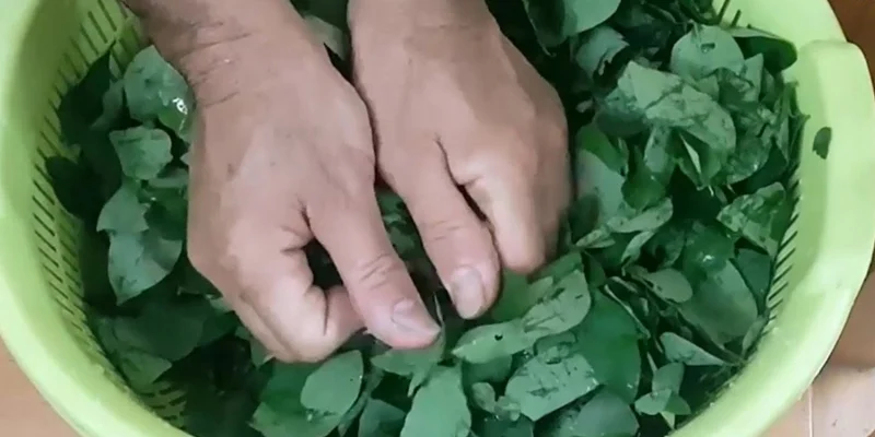Vò rau ngót trước khi nấu canh: bí quyết giữ vị và dinh dưỡng