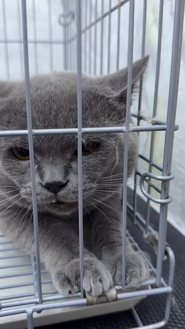Kucing British Shorthair kelabu menjerit dalam sangkar logam sementara menunggu giliran grooming