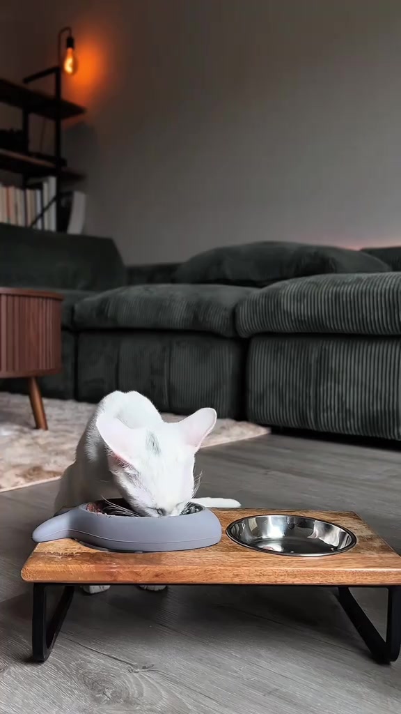 Kucing putih makan perlahan dari slow feeder kelabu bertangkai di atas stand kayu, sebelah mangkuk besi kosong