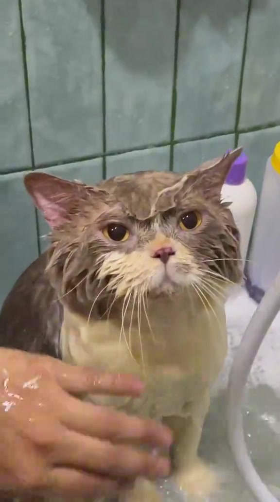 Grooming kucing di salon: harga sebenar dari RM30 sampai RM350 seekor, dan bila saya sanggup hantar dua kucing saya